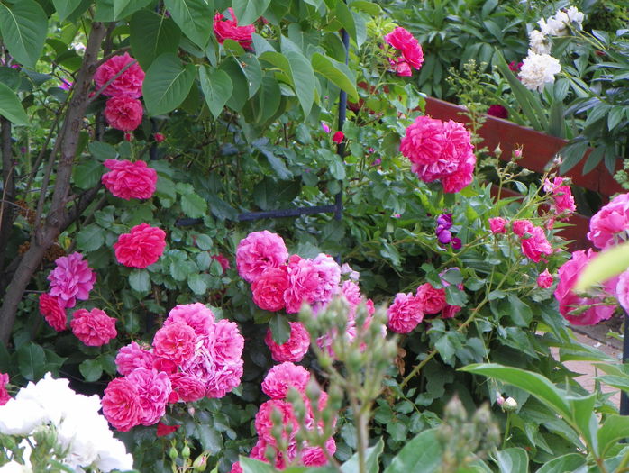 Rosarium Uetersen
