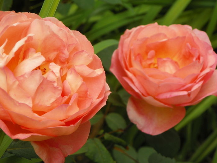 Lady Emma Hamilton