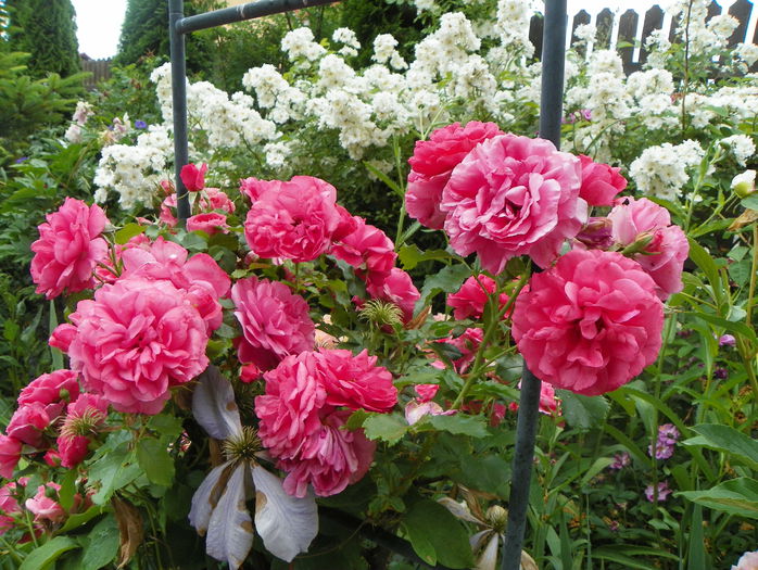 Rosarium Uetersen