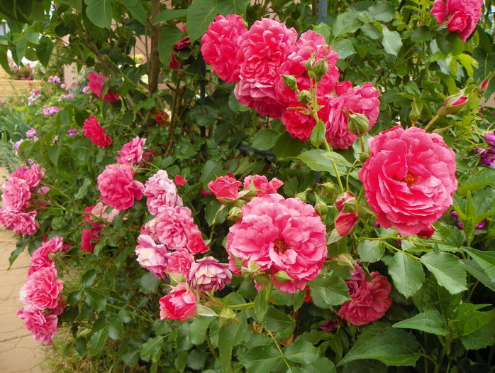 Rosarium Uetersen