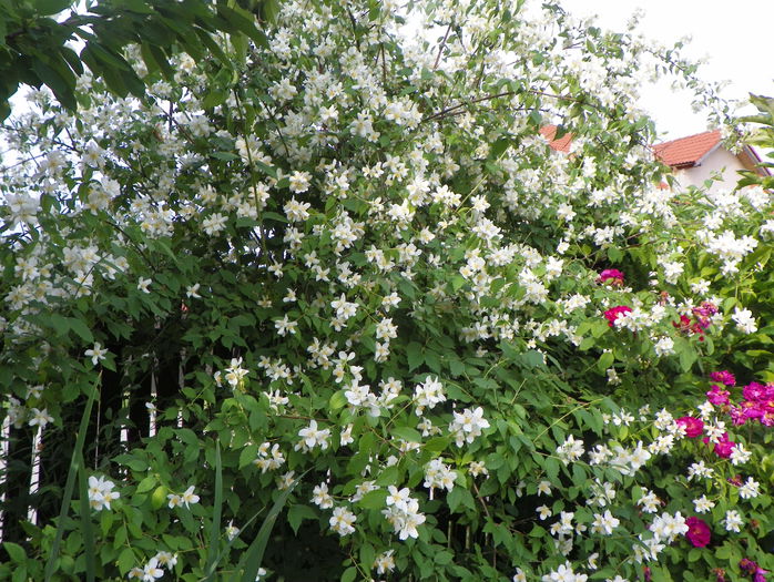 philadelphus inodorus - Copacei si arbusti 2015