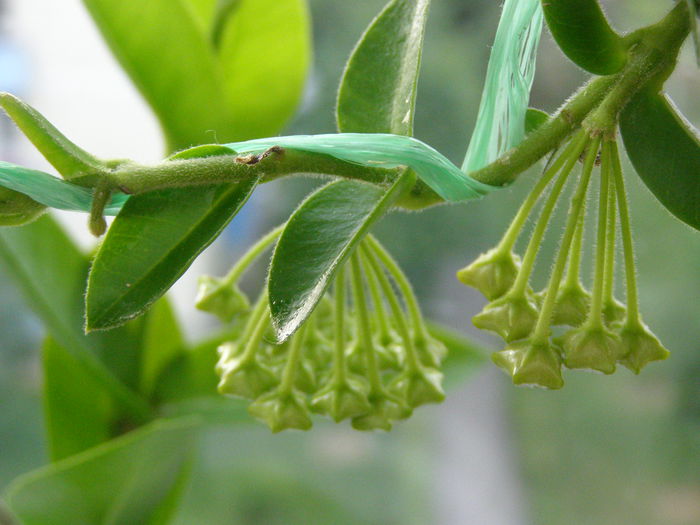 Densifolia - Hoya - surprize placute