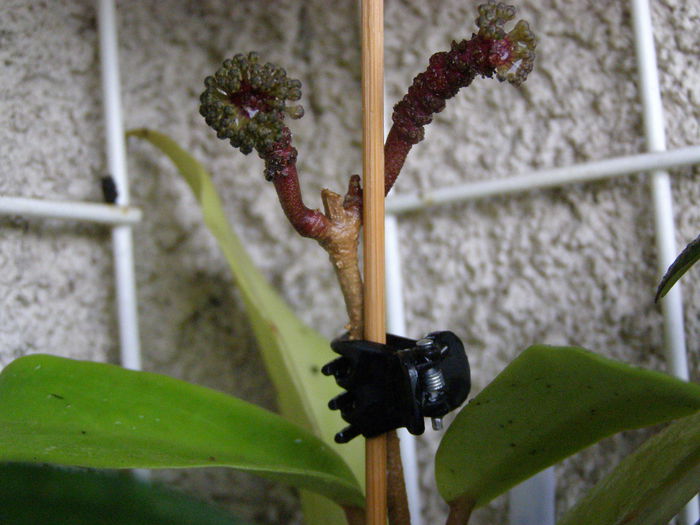 P6150001 - Hoya - surprize placute