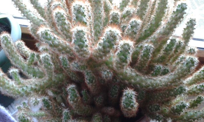 024 - suculente si cactusi