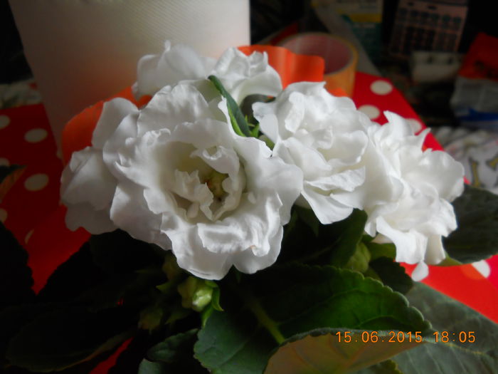 001 - SPLENDORILE VERII 2015