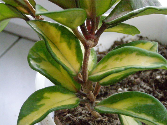 P6150001 - Hoya - surprize placute