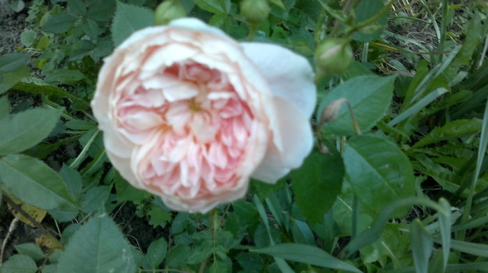 Dame de Chenonceau - Trandafirul - regele gradinii