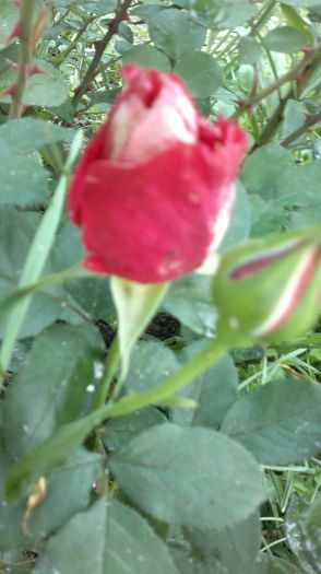 2015-05-30-2386 - Trandafirul - regele gradinii