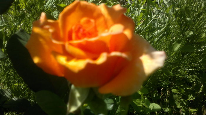 2015-06-06-2402 - Trandafirul - regele gradinii