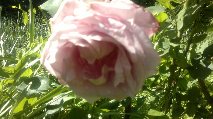 2015-06-06-2403 - Trandafirul - regele gradinii