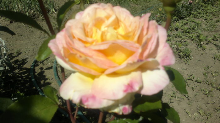 2015-06-06-2406 - Trandafirul - regele gradinii