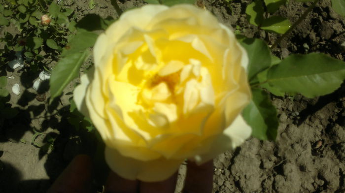2015-06-06-2414 - Trandafirul - regele gradinii