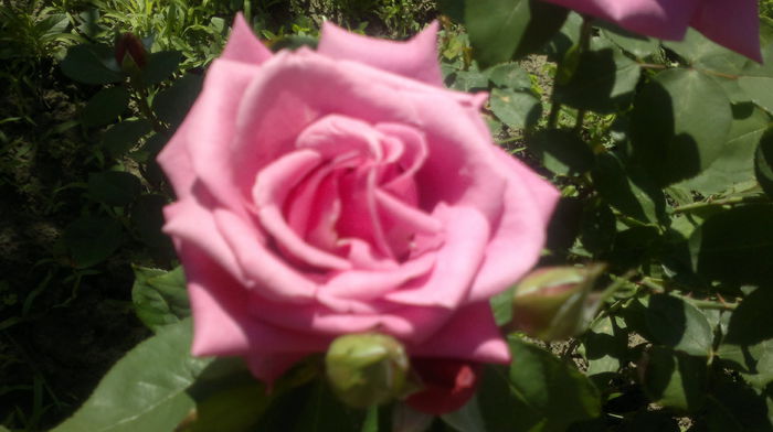 2015-06-06-2418 - Trandafirul - regele gradinii