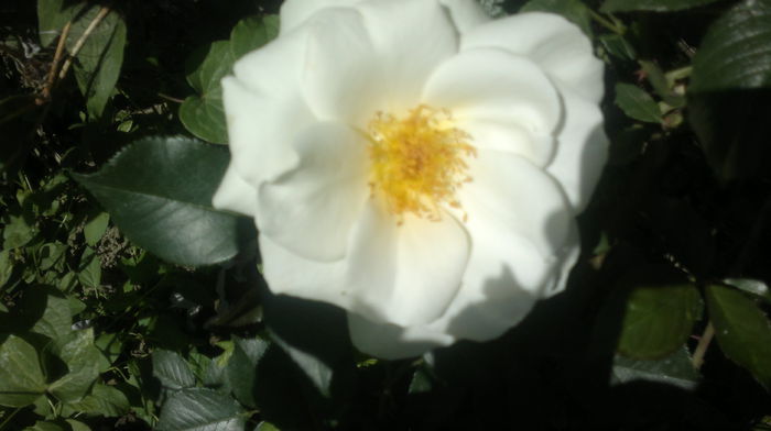 2015-06-06-2420 - Trandafirul - regele gradinii