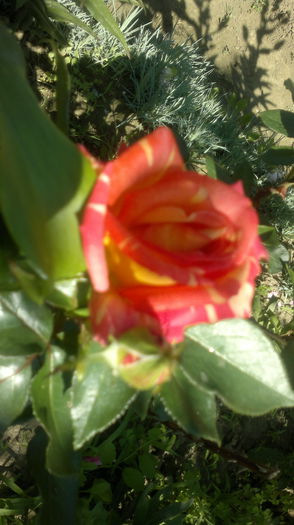 2015-06-06-2422 - Trandafirul - regele gradinii