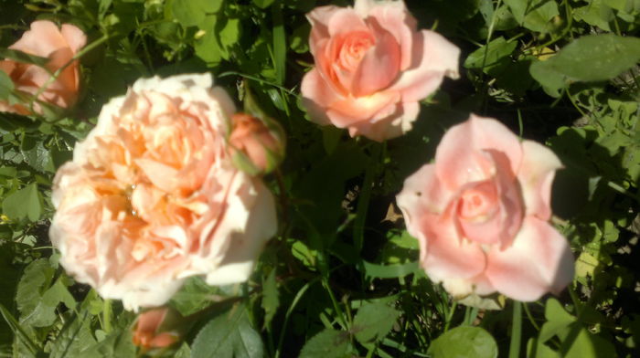 2015-06-06-2429 - Trandafirul - regele gradinii