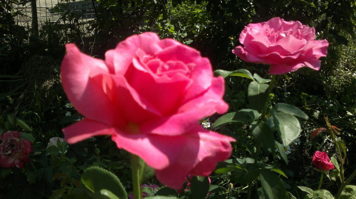 2015-06-13-2443 - Trandafirul - regele gradinii