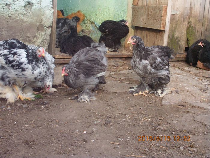11119126_1653219884911810_7889858426251254564_o (1) - TINERET 2015  1