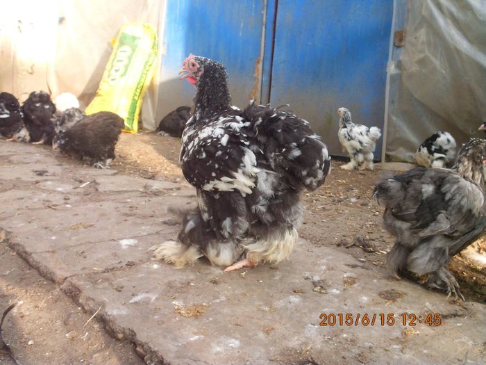 11411640_1653219811578484_6094096785150429911_o - TINERET 2015  1