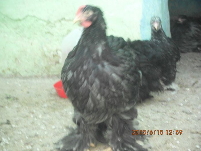 11539056_1653220054911793_7192469926818408181_o - TINERET 2015  1
