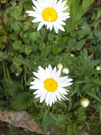 DSC04189