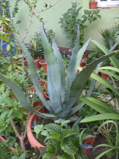 DSC04198