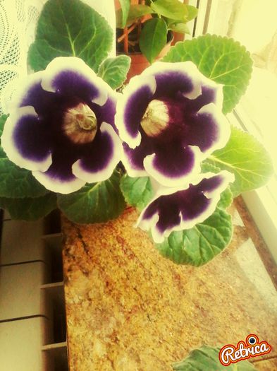 IMG_20150609_190024 - gloxinia