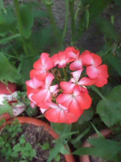 DSC04204