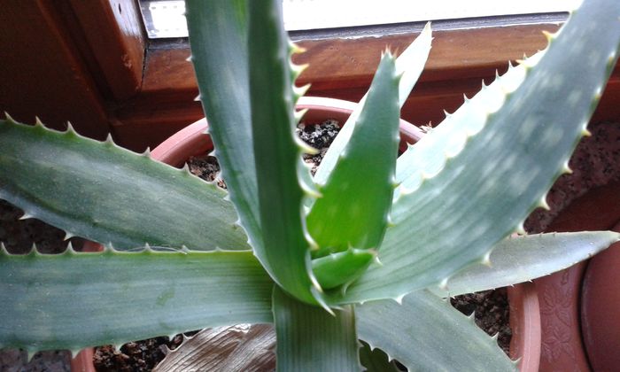 021 - suculente si cactusi