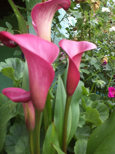 DSC04212