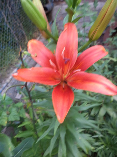 DSC04218