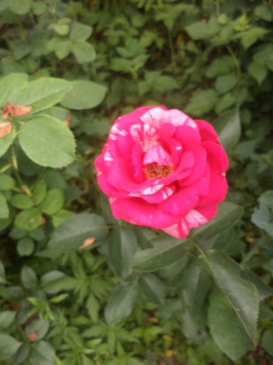 DSC04220 - iunie  2015