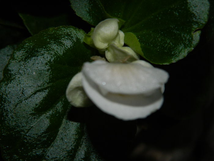 DSCN9320
