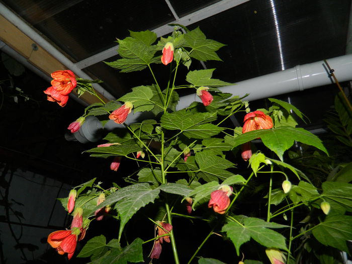 DSCN9323