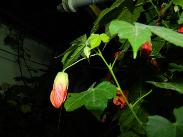 DSCN9324