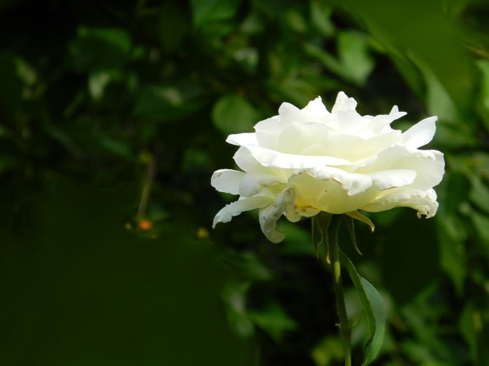 DSCN9349