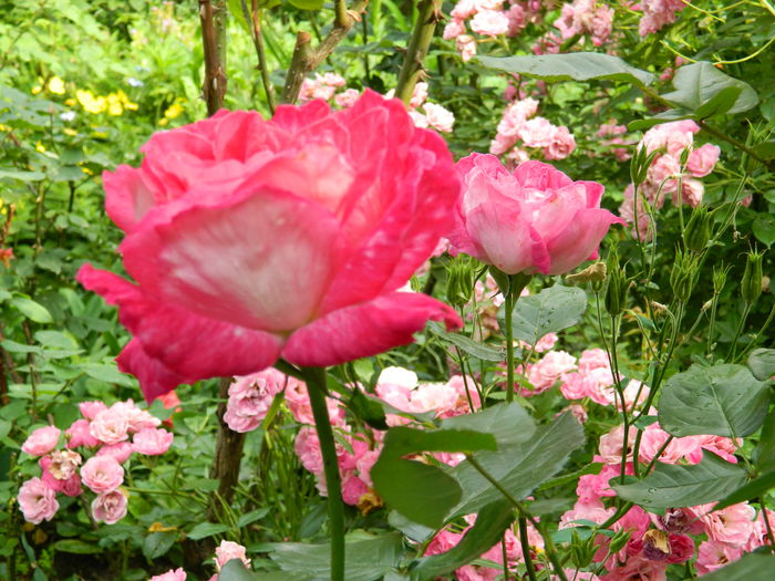 DSCN9355