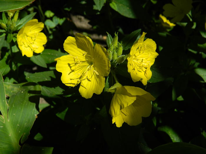 DSCN9375