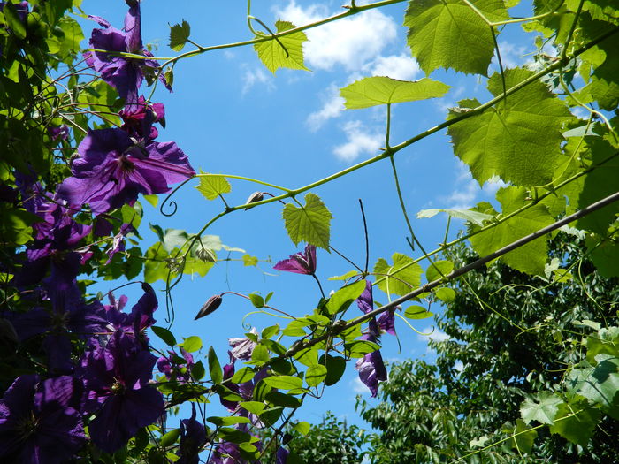 DSCN9407 - 2015_2_IUNIE
