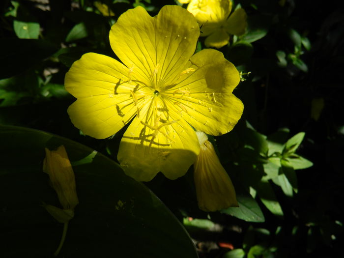 DSCN9409 - 2015_2_IUNIE