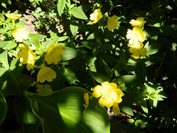 DSCN9411 - 2015_2_IUNIE