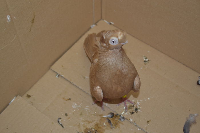 _DSC7062 - porumbei 2015