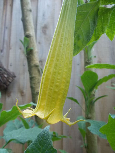 x.(Midas x.)(JX) - Brugmansia_Sphaerocarpium achizitii noi