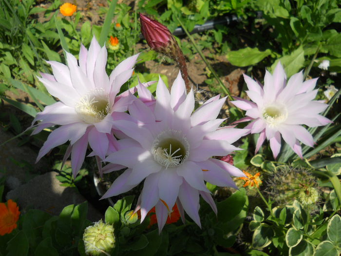 DSCN9859 - Flori apartament