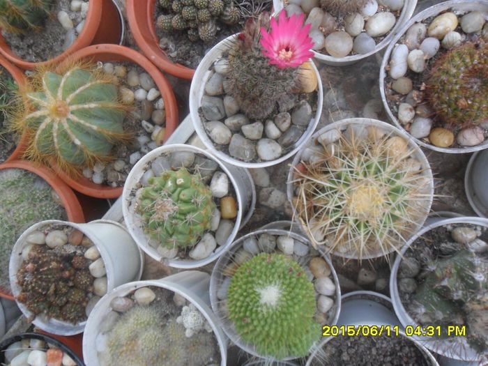 SAM_0118 - Cactusi si suculente 2015