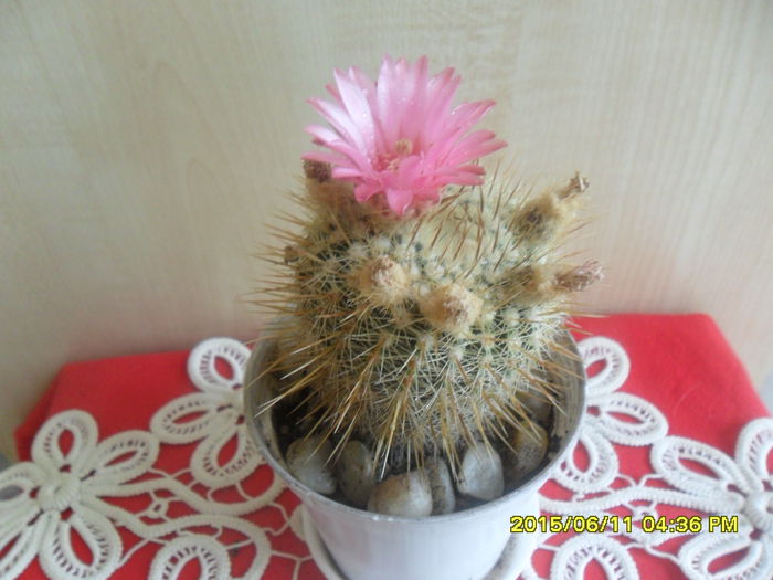 SAM_0120 - Cactusi si suculente 2015