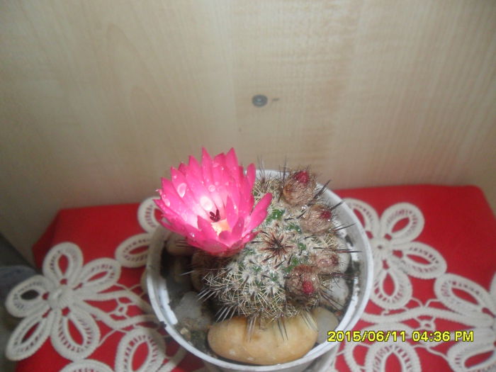 SAM_0122 - Cactusi si suculente 2015
