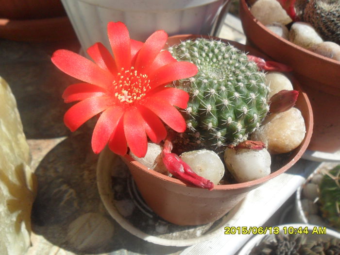 SAM_0157 - Cactusi si suculente 2015