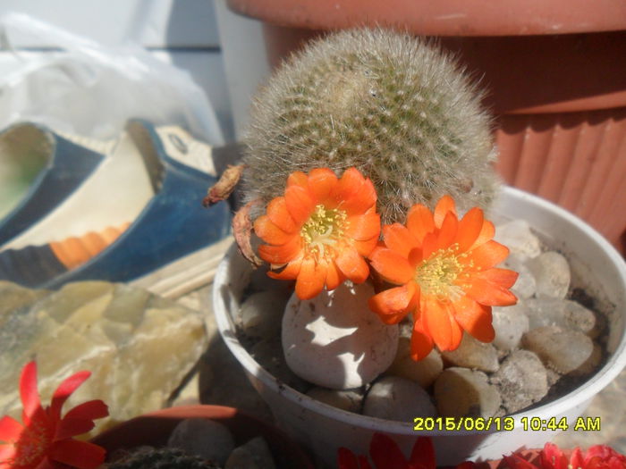 SAM_0158 - Cactusi si suculente 2015