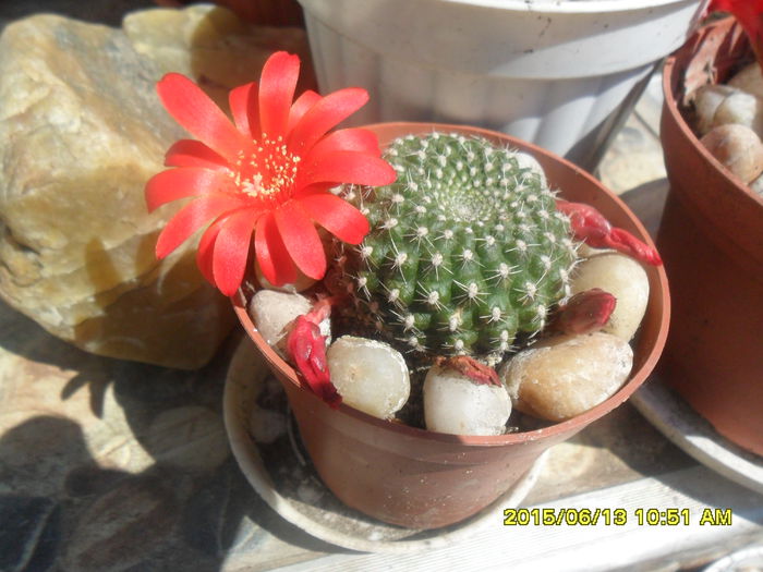 SAM_0159 - Cactusi si suculente 2015